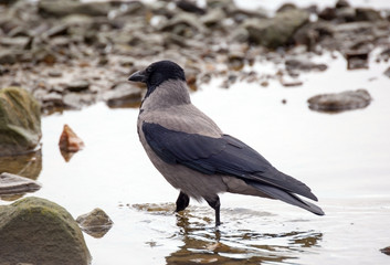 Gray crow (lat. Corvus cornix)