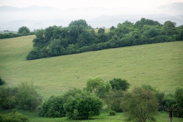 Wild boars on the meadow. Slovakia