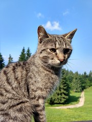 Cat on the wooden fence on the hill. Slovakia