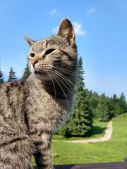 Cat on the wooden fence on the hill. Slovakia
