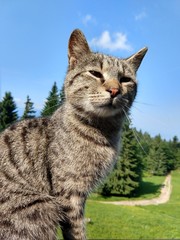 Obraz premium Cat on the wooden fence on the hill. Slovakia