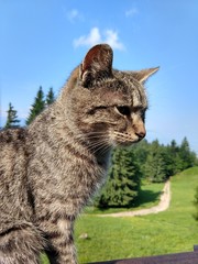 Cat on the wooden fence on the hill. Slovakia
