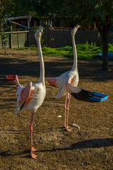 two flamingos with open wings, on farm, south africa