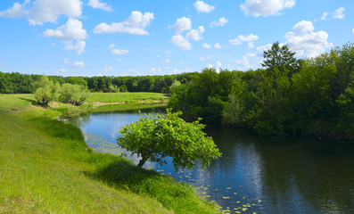 Fototapeta na wymiar Sunny summer landscape with green trees growing on the riverbank.River Buzuluk in Volgograd region,Russia.