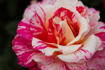 Amazing Close-up of a "Harry Wheatcroft" rose with brilliant yellow, pink and magenta stripes.