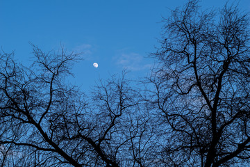 moon and tree branches without leaves against evening sky and clouds