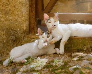 Kitten and its mother lying side by side, Rhodes, Greece