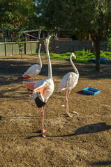 flamingo with open wings, on farm, south africa