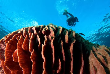 Fotobehang Een duiker verkent tropisch koraalrif. © frantisek hojdysz
