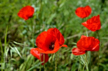 Obraz premium red tulips in the grass 