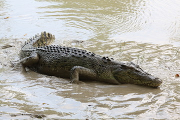 wild salt water crocodile (alligator) outside in low mud
