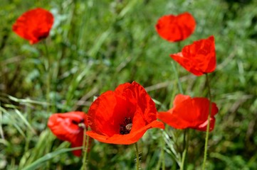 red tulips in the grass
