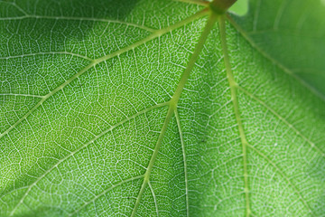 Grape leaf close-up. Natural abstract background