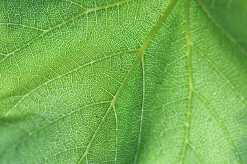 Grape leaf close-up. Natural abstract background