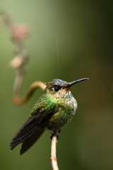 Plakat green-crowned brilliant, Heliodoxa jacula sitting on branch, bird from mountain tropical forest, Waterfalls garden, Costa Rica, bird sitting in the rain and enjoying shower