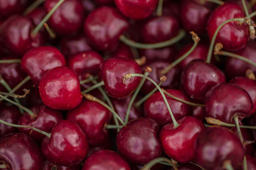 Beautiful juicy sweet cherries background. Close up of pile of ripe cherries. Minsk, Belarus.