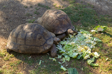 Two big turtles eating cabbage