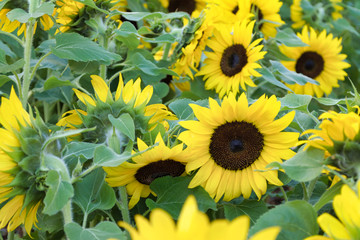 Closeup of sunflowers in sunny morning
