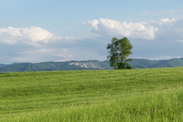 Green meadow with trees and views to mountains. Slovakia