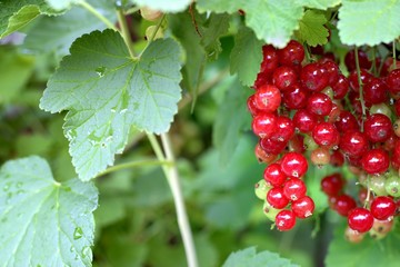 Gardening, cultivation, agriculture and care of vegetables and fruit concept: first young red currants on the bushes in the garden.