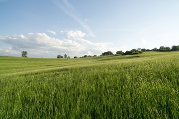 Green meadow with trees and views to mountains. Slovakia