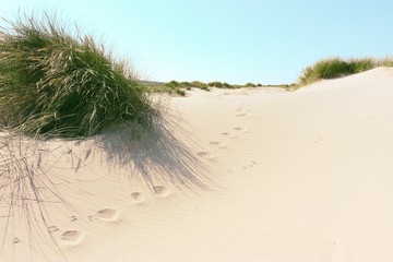 Sand dunes, marram grass and tracks of a human and a dog on a beach under a blue sky with copy space