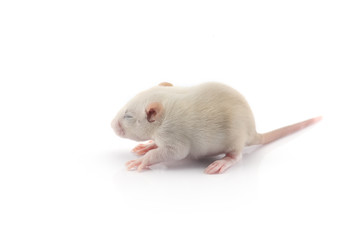 Laboratory rat isolated on white background
