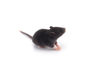 Laboratory rat isolated on white background