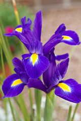 Blue iris with yellow tongue. Iris Flower