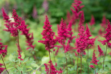 Astilbe chinensis flowers bloom in the garden