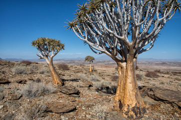 Panorama with Quiver Trees