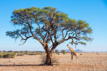 Fototapeta premium Tall giraffe standing under acacia tree in the Namibian savanna, Southern Africa