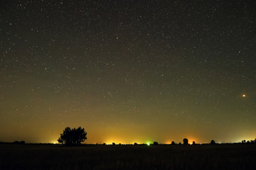 Night in countryside. Trees at field