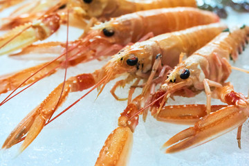 Close-up of Nephrops norvegicus also know as Norway lobster, Dublin Bay prawn, langoustine, langostino or scampi on ice