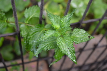 On the background of gray cement is a glass bottle in the form of a heart with a matte red liquid, a very beautiful shape