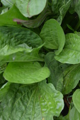 Beautiful leaves of plantain, goose-grass  green after a beautiful rain