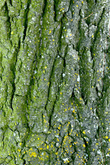 Texture of the bark of a tree