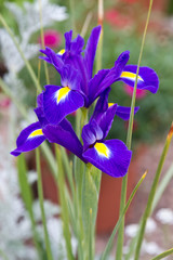 Dutch iris blue magic. Iris Flower