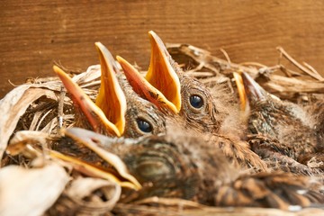 Nest with young blackbirds in spring against a wooden background