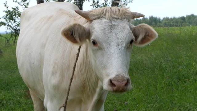 White cow on a meadow. cash cow stands in a green field and waves its tail. Slow motion. Close-up.
