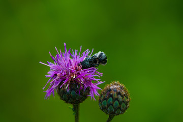 käfer auf blume