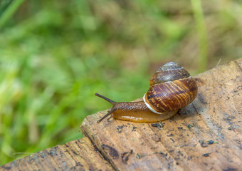 the snail on the old boardssnail crawling on the edge of old boards on the background of green plants. Russia