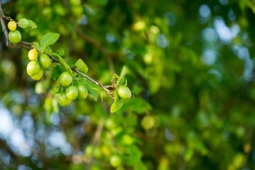 Green cherries on the tree. Slovakia