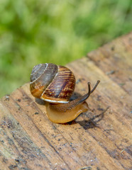 the snail on the old boardssnail crawling on the edge of old boards on the background of green plants. Russia