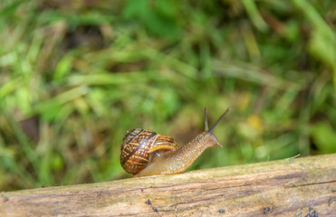 snail crawling on old boards on the background of green plants. Copy space. Russia