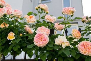 Obraz na płótnie Canvas Tree rose. Slovakia