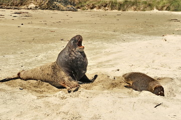 Sea lions. Marriage Games