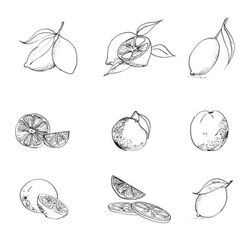 hand drawn fruits 