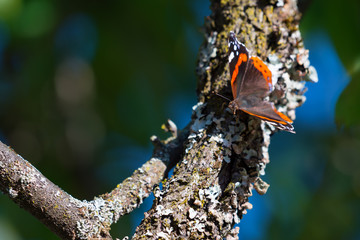Vanessa atalanta butterfly on old damson branch