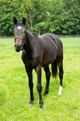 Horse in green field